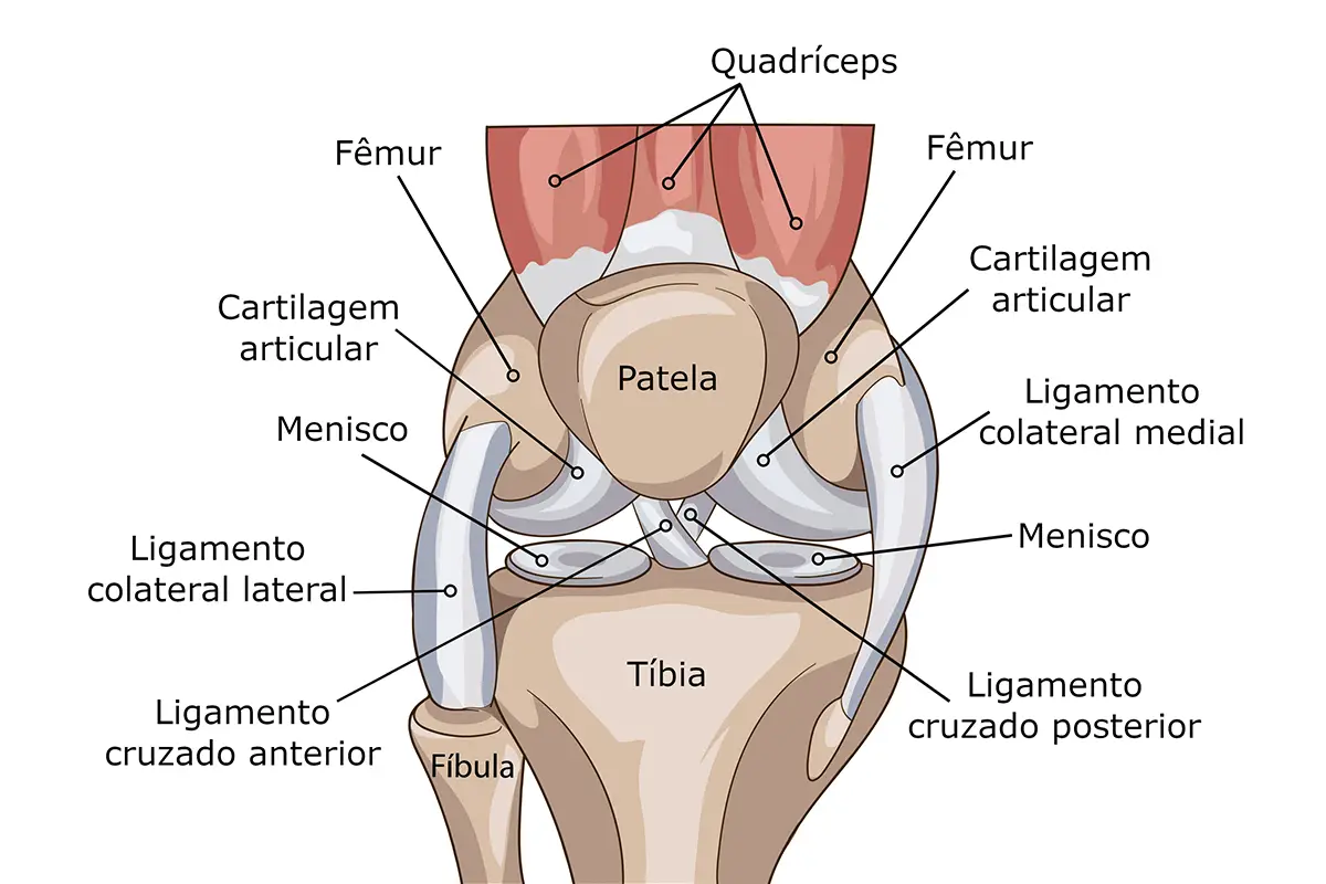 anatomia do joelho